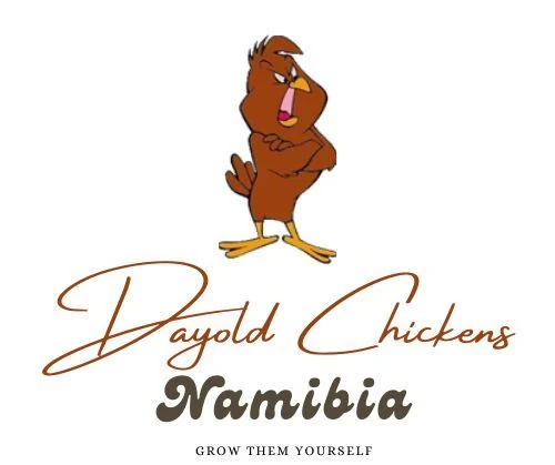 Day Old Chickens Namibia