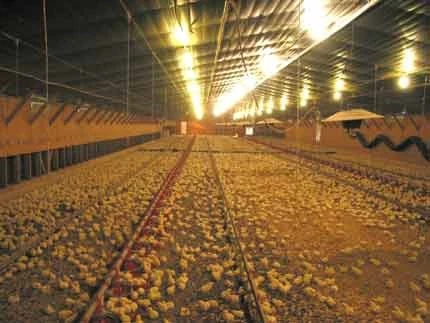 Chick distribution inside a broiler house
