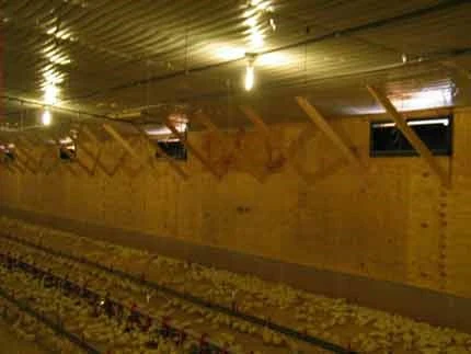 Broiler-house lighting