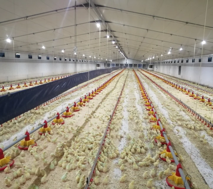 Broiler house interior