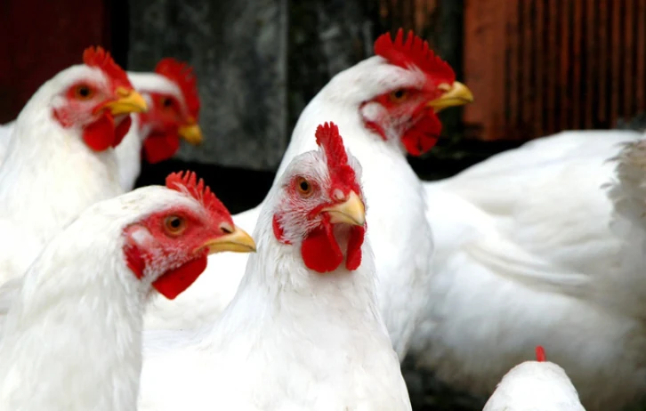 Broiler chickens