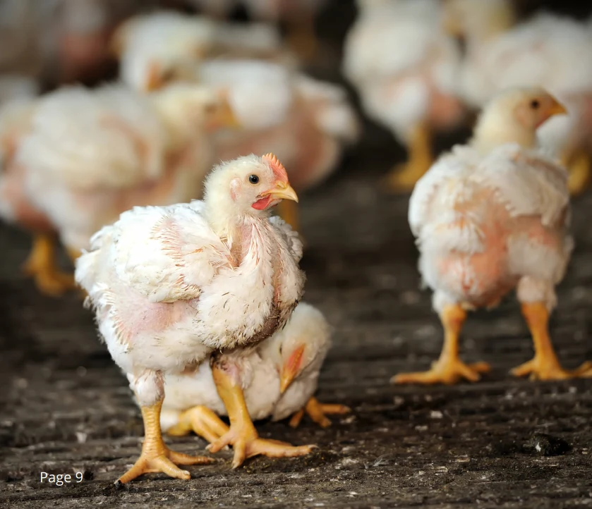 Young broiler chicks from the DOC farmer library